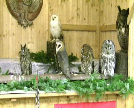 Owns Vídeo Stock 357858