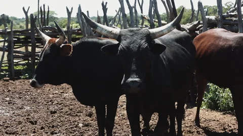 OX AND COW Stock Footage 306704136