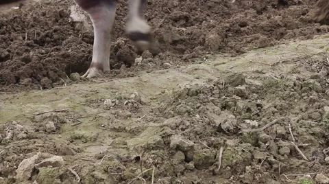 The ox and the plow Stock Footage 64578051