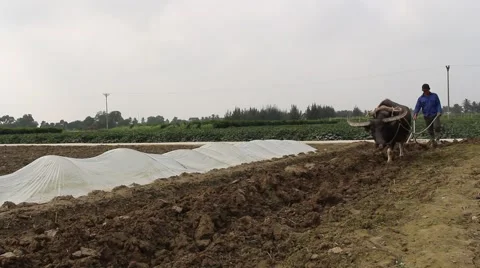 The ox and the plow Stock Footage 64578317