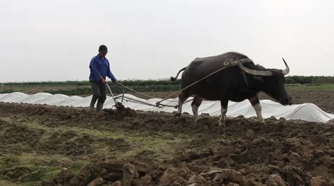 The ox and the plow Stock Footage 64578385