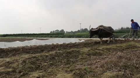 The ox and the plow Stock Footage 64578407