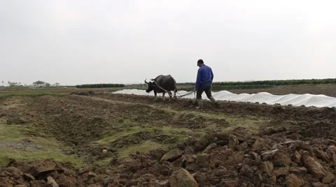 The ox and the plow Stock Footage 64578434