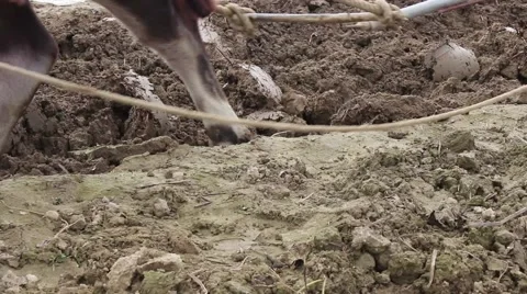 The ox and the plow Stock Footage 64578476