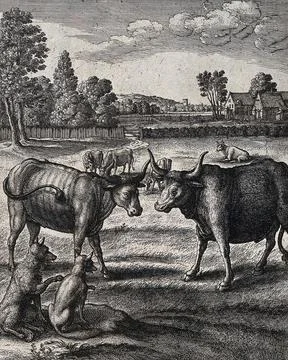 An ox and a steer face each other in a field watched on by a fox and a wolf.. Stock Illustration