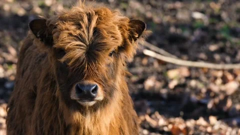 Ox aurochs cub Stock-Footage 270089208