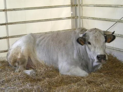 Ox in the barn Stock Photos