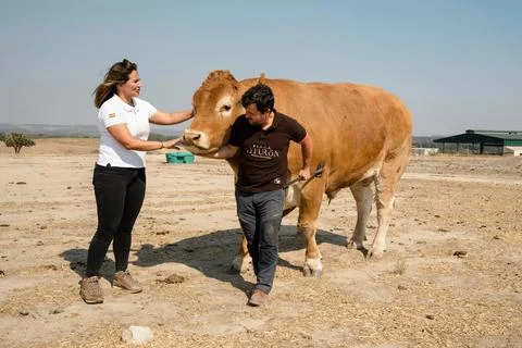 Ox born with help of a Youtube tutorial, Candeleda, Spain - 18 Aug 2022 Fotos Stock