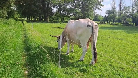 Ox, bullock eats in the green meadow, field Stock Footage 274454234