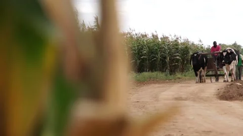 Ox-cart, farmer Stock Footage 42269259