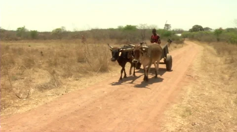 Ox Cart 스톡 동영상 47492364