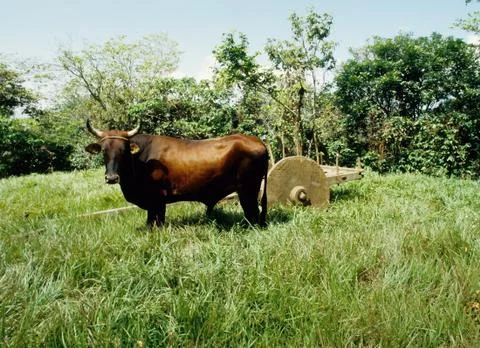 Ox cart Foto stock