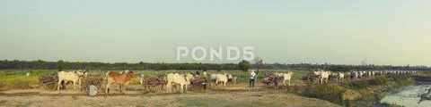 Ox carts and lotus fields in rural Kampong Tralach Cambodia Stock Photos