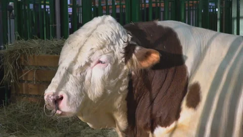 The  ox chews , posing and meditating Stock Footage 96485860