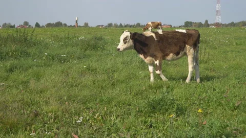 The  ox chews , posing and meditating Stock Footage 116077802