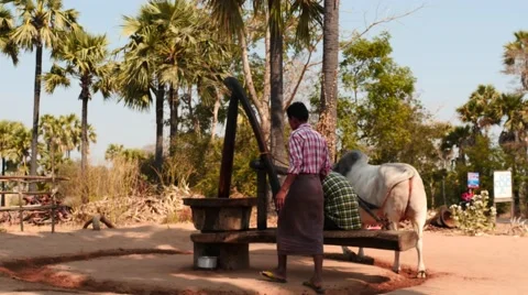 Ox circle working mills process in Myanmar Stock Footage 61044138