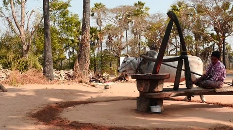 Ox circle working mills process in Myanmar slow motion Stock Footage 61347901