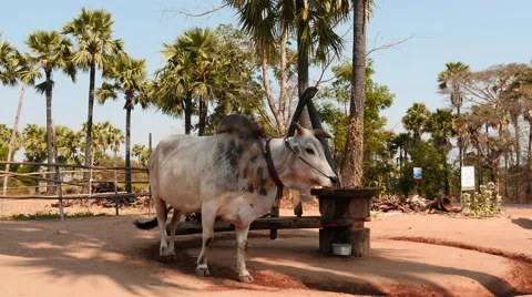Ox circle working mills process in Myanmar  Stock Footage 61347926