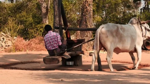 Ox circle working mills process in Myanmar smooth zoom Stock Footage 76456332
