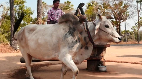 Ox circle working mills slow motion process closeup in Myanmar Stock Footage 61347891