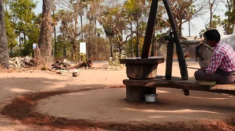Ox circle working mills slow motion process in Myanmar  Stock Footage 61347907