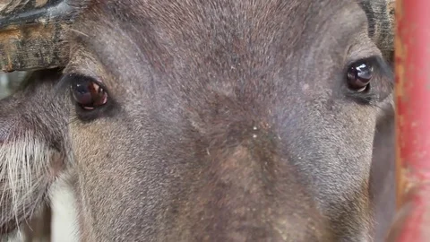 Ox close up Stock Footage 85227158
