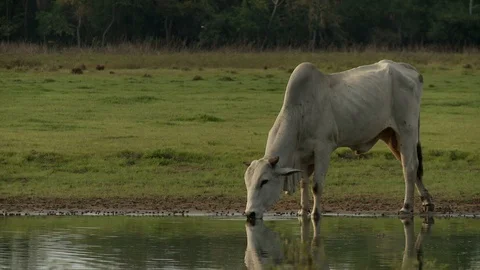 Ox drinking water Stock Footage 100648839