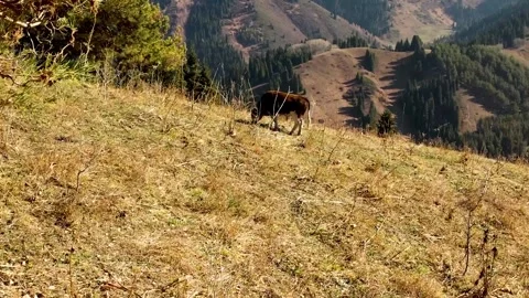 An ox eats grass on an autumn hill. Side view aerial photography from a drone Stock Footage 253968801