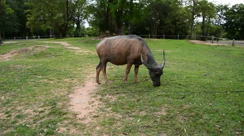 Ox Eats Grass outside of Temple Walls  - Angkor Wat Stock Footage 42327693