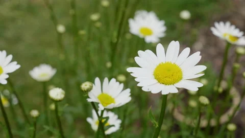 Ox-eye daisies moving in the wind Stock Footage 130888713