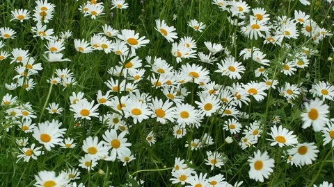 Ox-eye daisy flowers in the wind Stock Footage 199409664