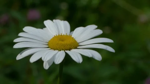 Ox-eye Daisy Stock Footage 7907399