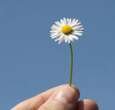 Ox-eye daisy Stock Photos