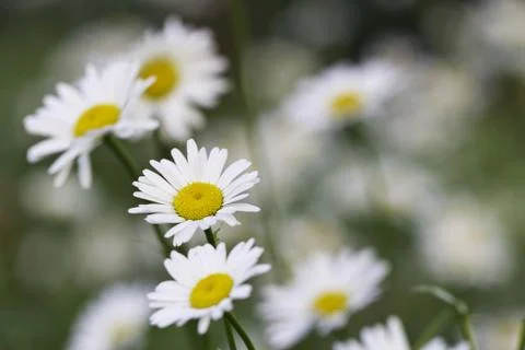 Ox-eye-daisy Stock Photos