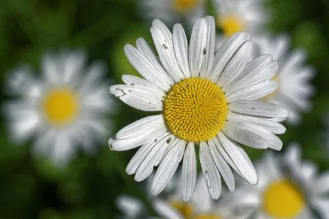 Ox-eye daisy Foto stock