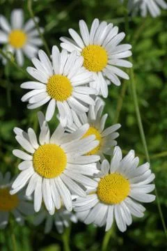 Ox-eye daisy Foto stock