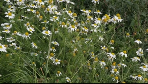 Ox-eye, or Moon Daisy. Stock Footage 8606831