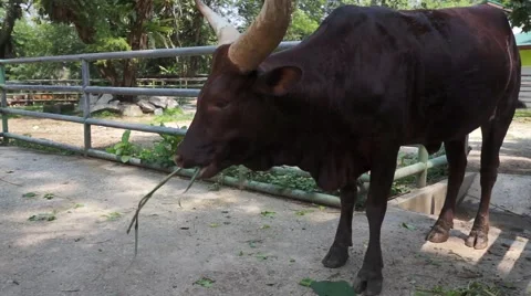 Ox in the farm Stock Footage 66421544