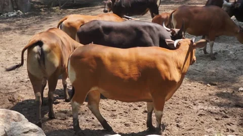 Ox in the farm Stock Footage 66422355