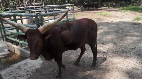 Ox in the farm Stock Footage 66422721