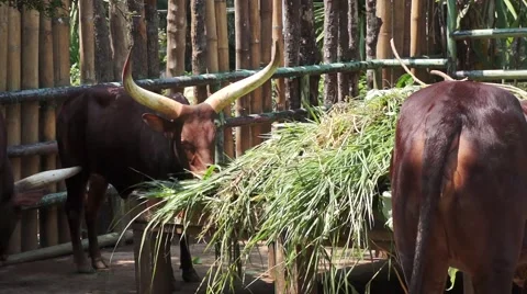 Ox in the farm Stock Footage 66423388