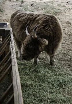 Ox in a farm Stock Photos