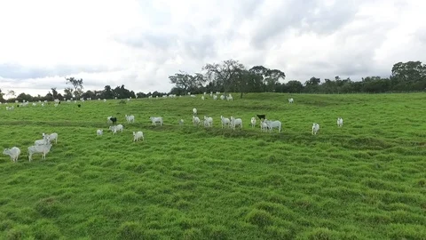 Ox grazing in the field Stockbeeldmateriaal 88363575