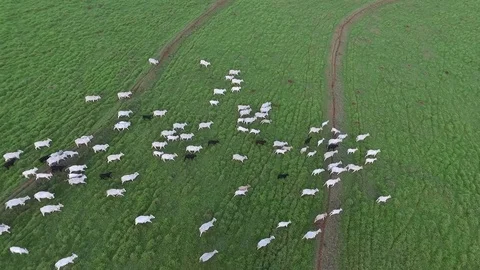 Ox grazing in the field Stockbeeldmateriaal 88363625