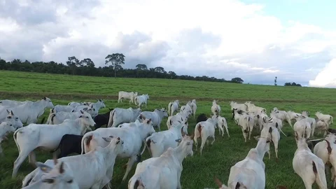 Ox grazing in the field Stockbeeldmateriaal 88363636