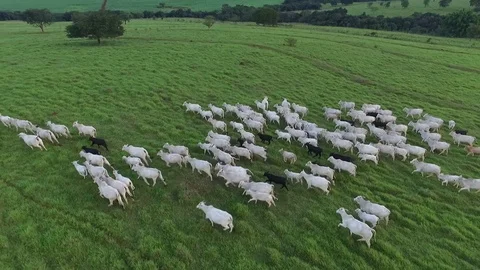 Ox grazing in the field Stockbeeldmateriaal 88363637