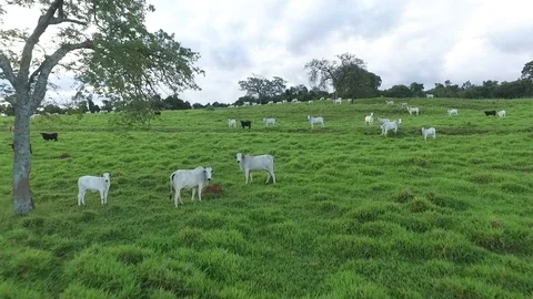 Ox grazing in the field Stockbeeldmateriaal 88363699