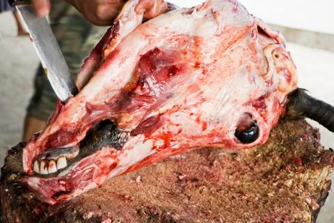 Ox head Foto stock