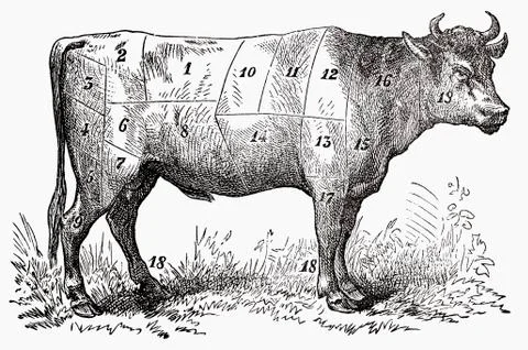 Ox (illustration) Illustrazione stock