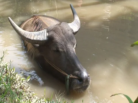 Ox in the lake Video stock 73681698